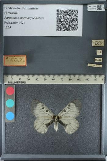 Media type: image;   Entomology 180043